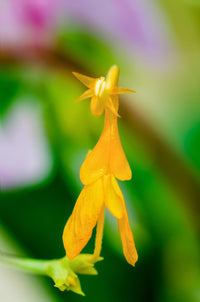 Globba Winitii Dancing Ladies Bulbs