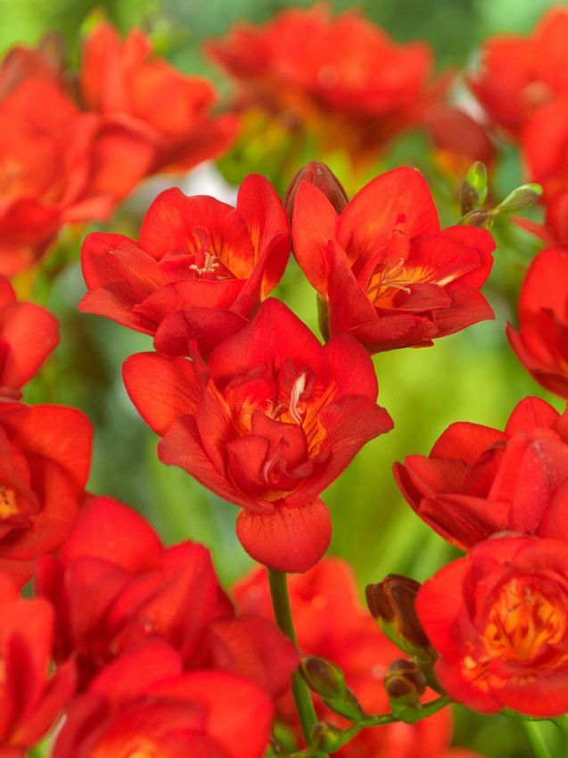 Freesia Double Bulbs