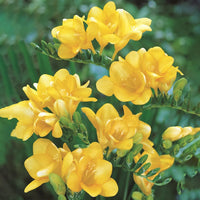 Freesia Yellow Bulb