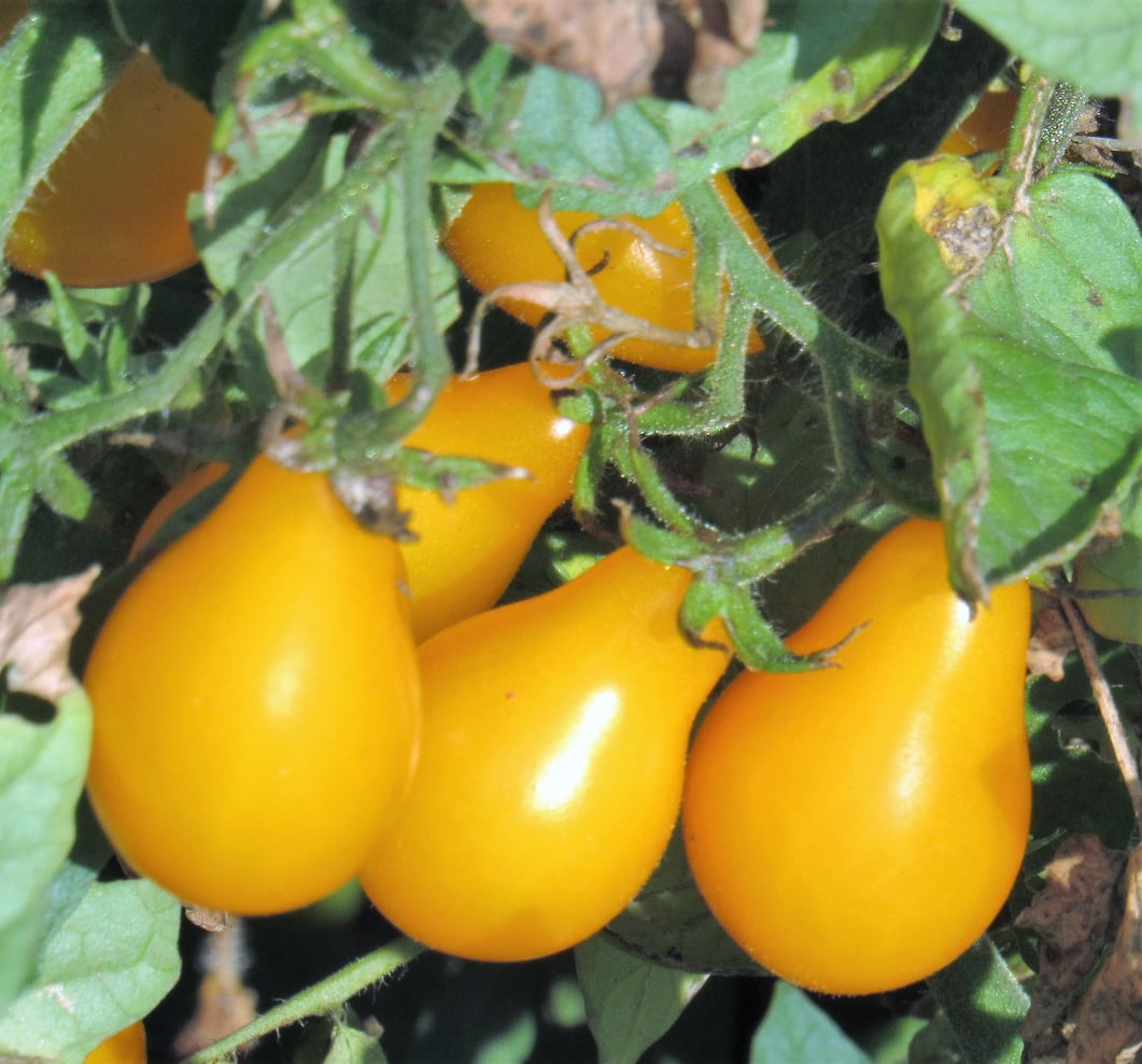 Yellow Pear – Tomato Seed