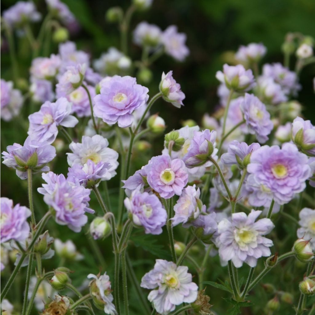 Summer Skies Double Hardy Geranium