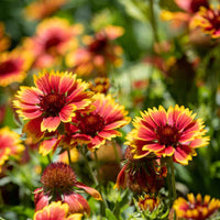 Gaillardia Hybrid Mixed Color Seeds