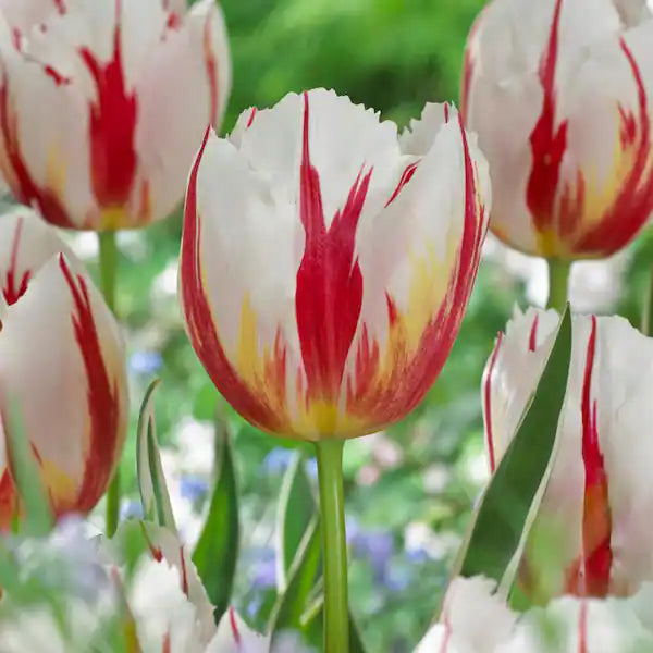 Tulip Leen Van Demark Red White Bulb