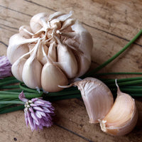 Garlic- Early Purple ()