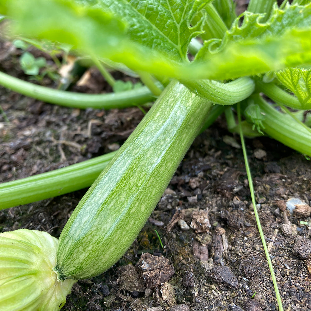 Zucchini- Genovese