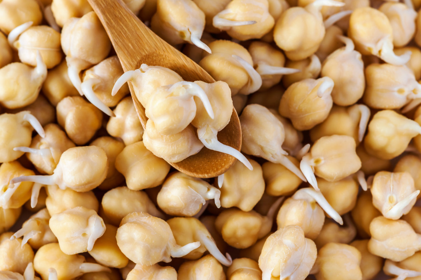 Beans, Garbanzo – Sprouting Seeds