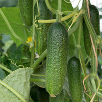 Adam Gherkin – Organic Cucumber Seed