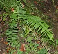 Tennessee Ostrich Fern