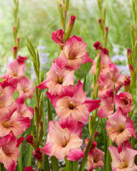 Apricot Bubblegum Gladiolus