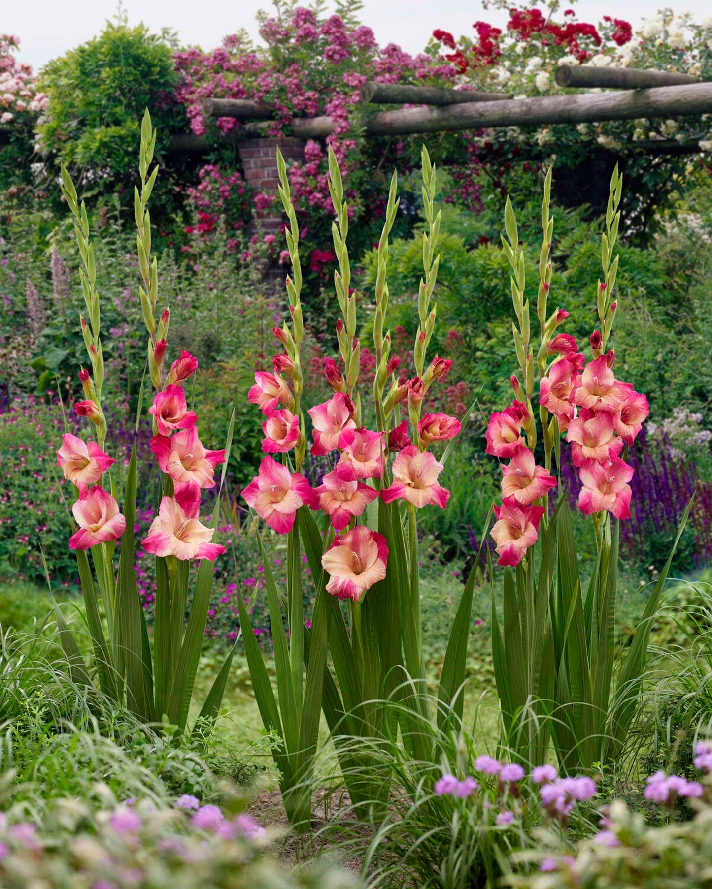 Apricot Bubblegum Gladiolus