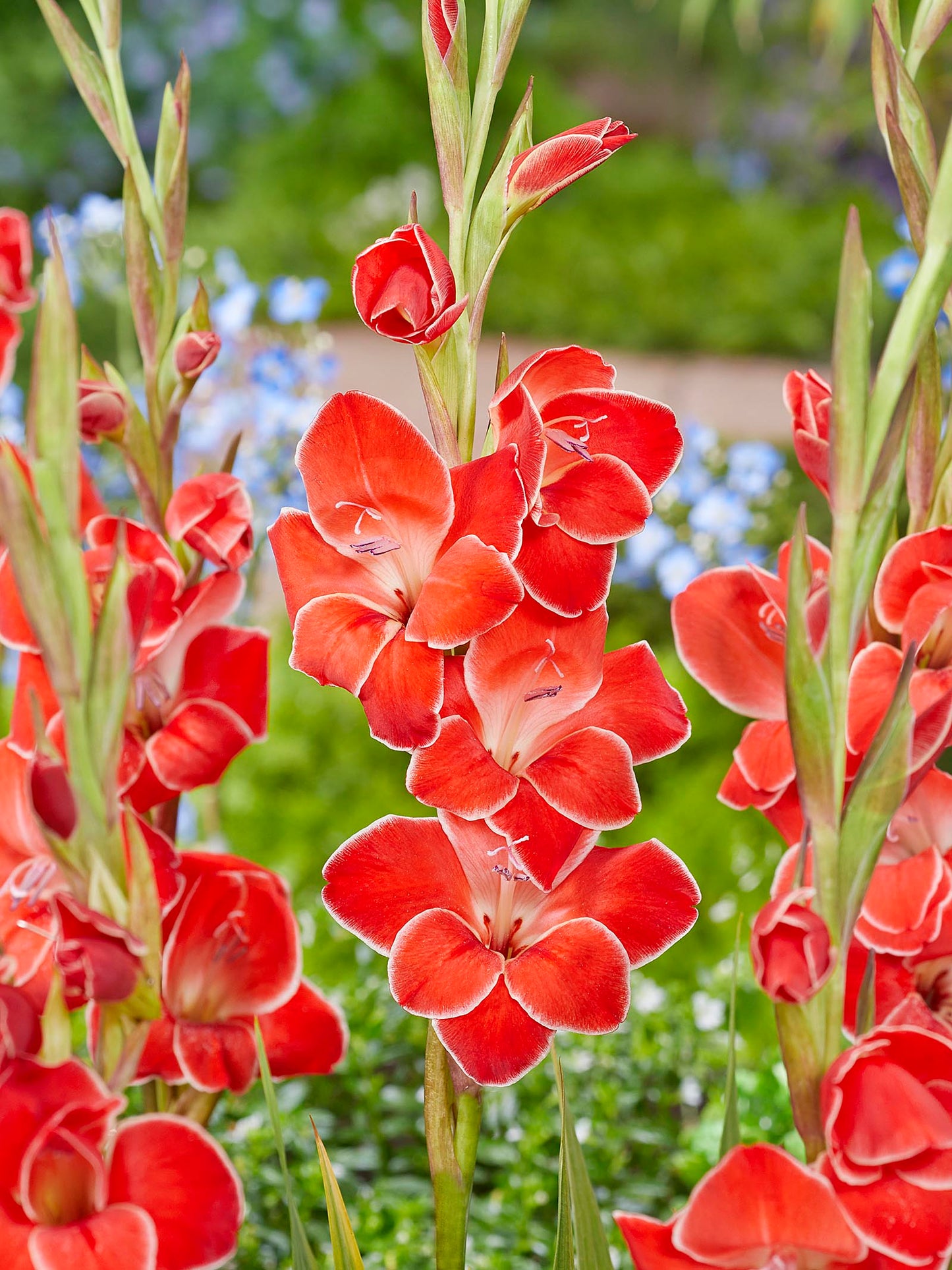 Atom Hardy Gladiolus