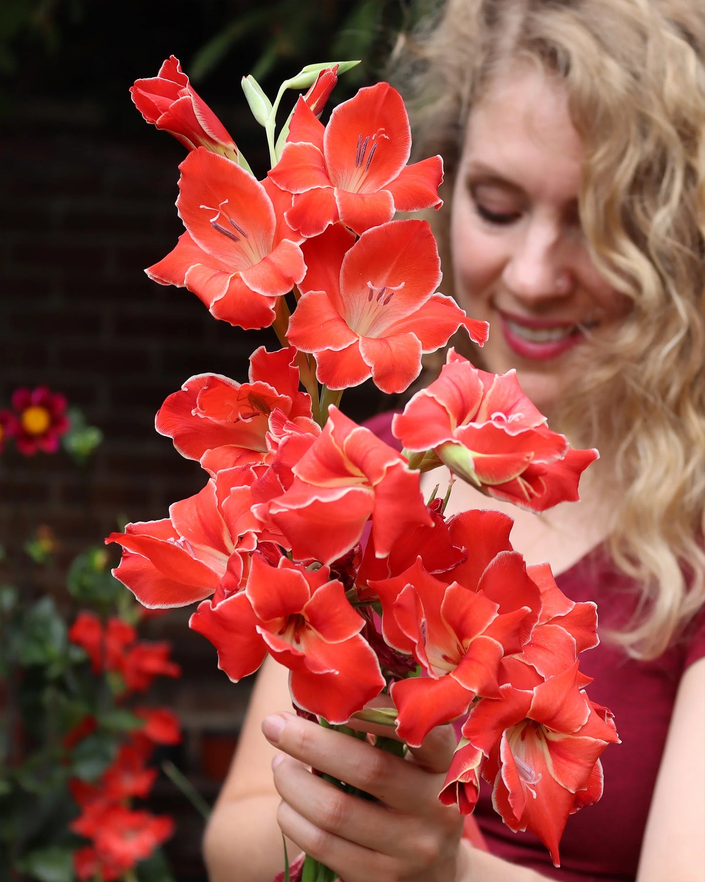 Atom Hardy Gladiolus