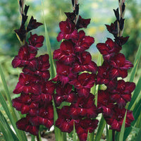 Red Ginger Blood Red Bulbs