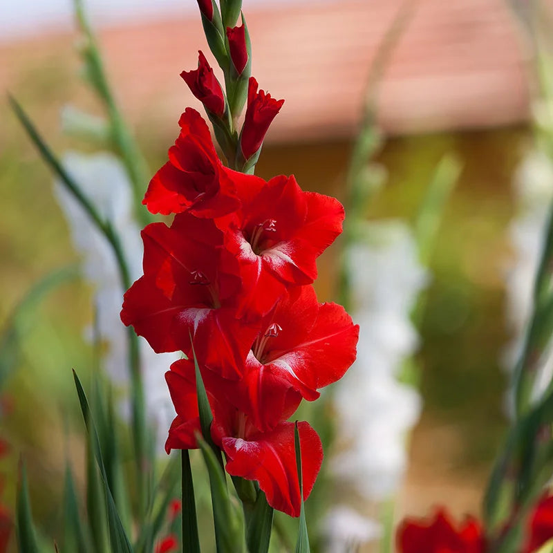 Oscar Red Bulb