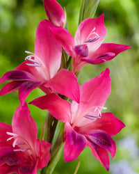 Vulcano Hardy Gladiolus