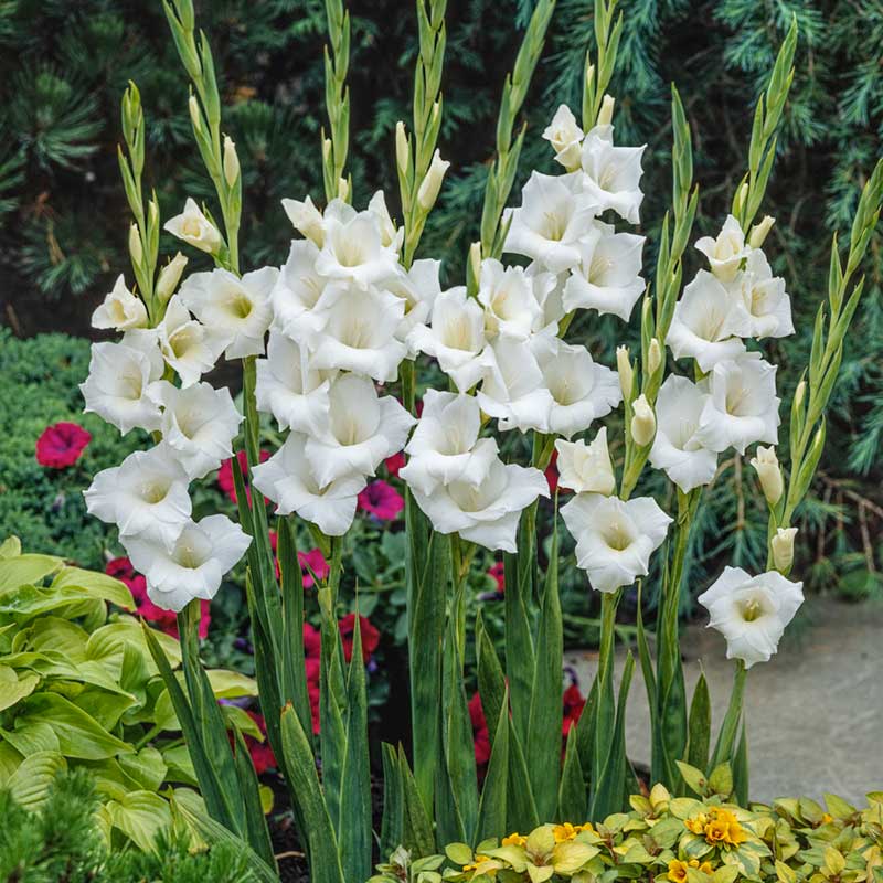 Pearl Priscilla Creamy White Bulbs