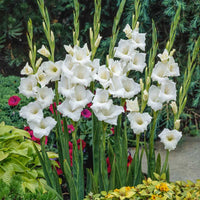 Pearl Priscilla Creamy White Bulbs