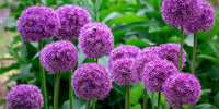 Beau Regard Allium Seeds