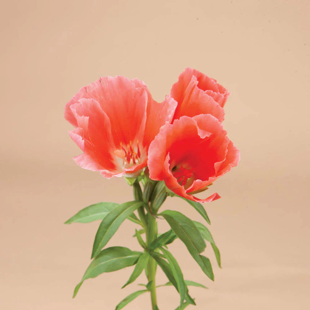 Grace Salmon – Clarkia Seed