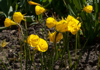 Daffodil Extremadura Bulbs