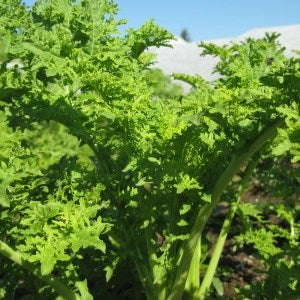 Chinese Mustard- Golden Streaks