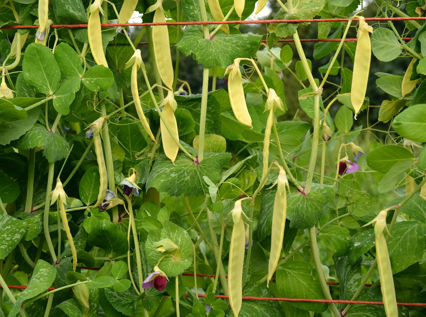 Snow Pea- Golden Podded