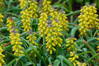 Muscari Grape Yellow Bulbs