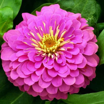 Zinnia- Violet Queen