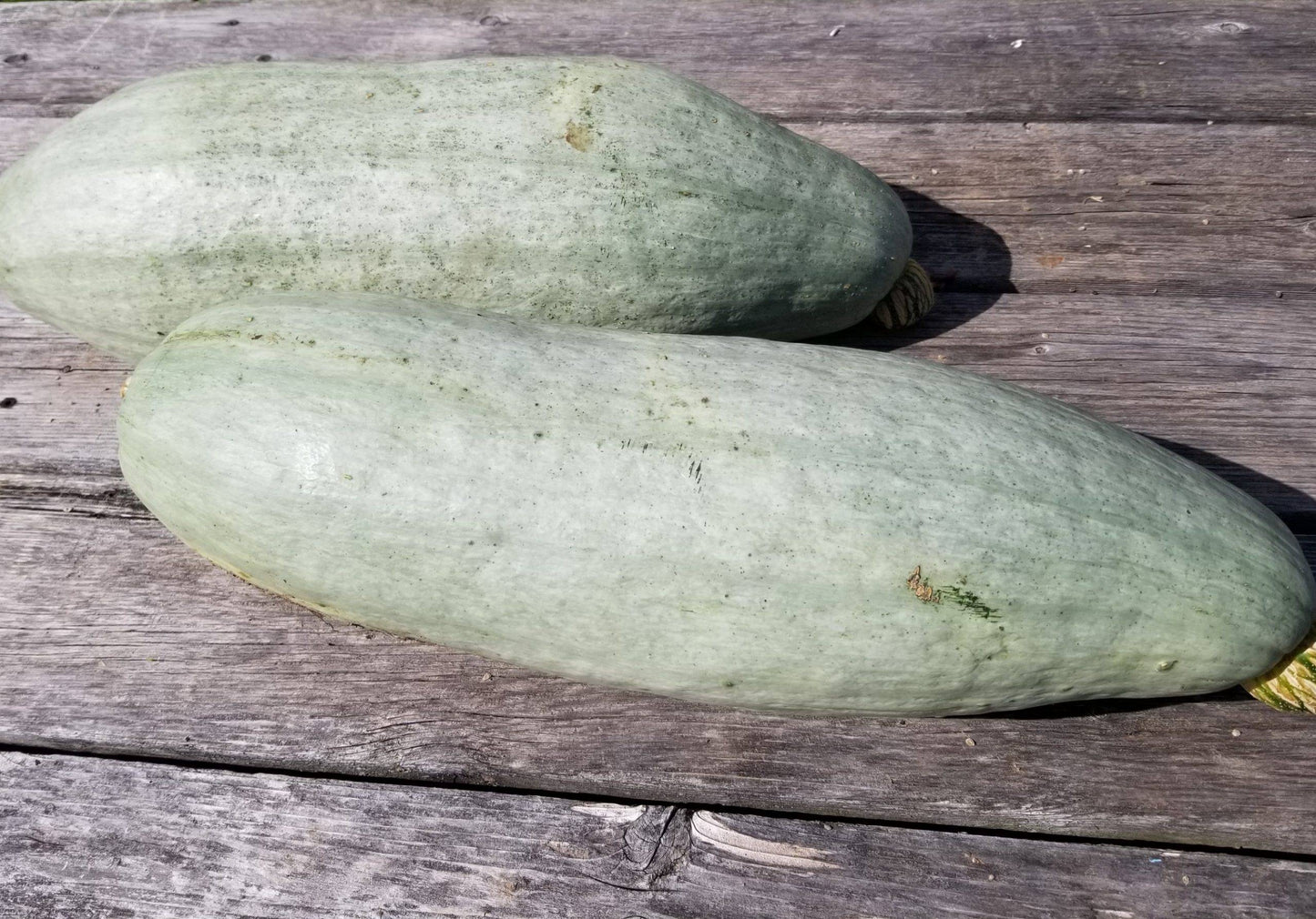 Winter Squash- Guatemalan Blue Banana 25g