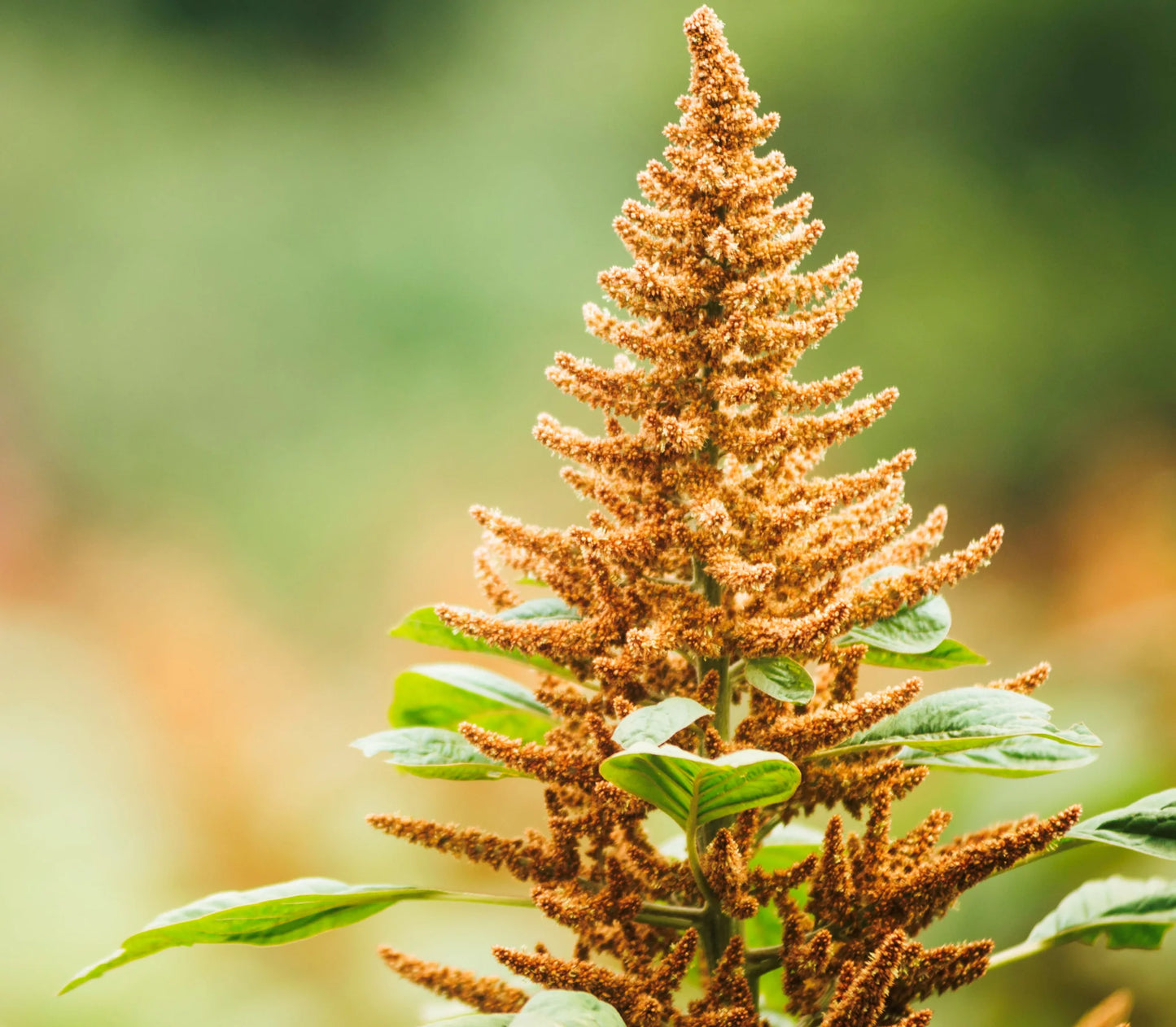 Grain Amaranth- Golden