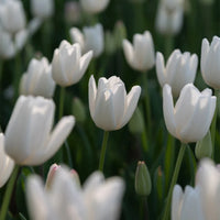 Hakuun – Darwin Hybrid Tulip s