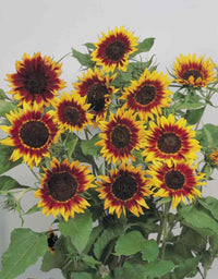 Firecracker – Sunflower Seed