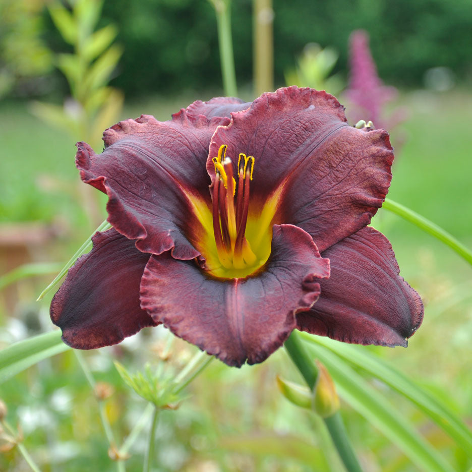 Black Stockings Reblooming Daylily