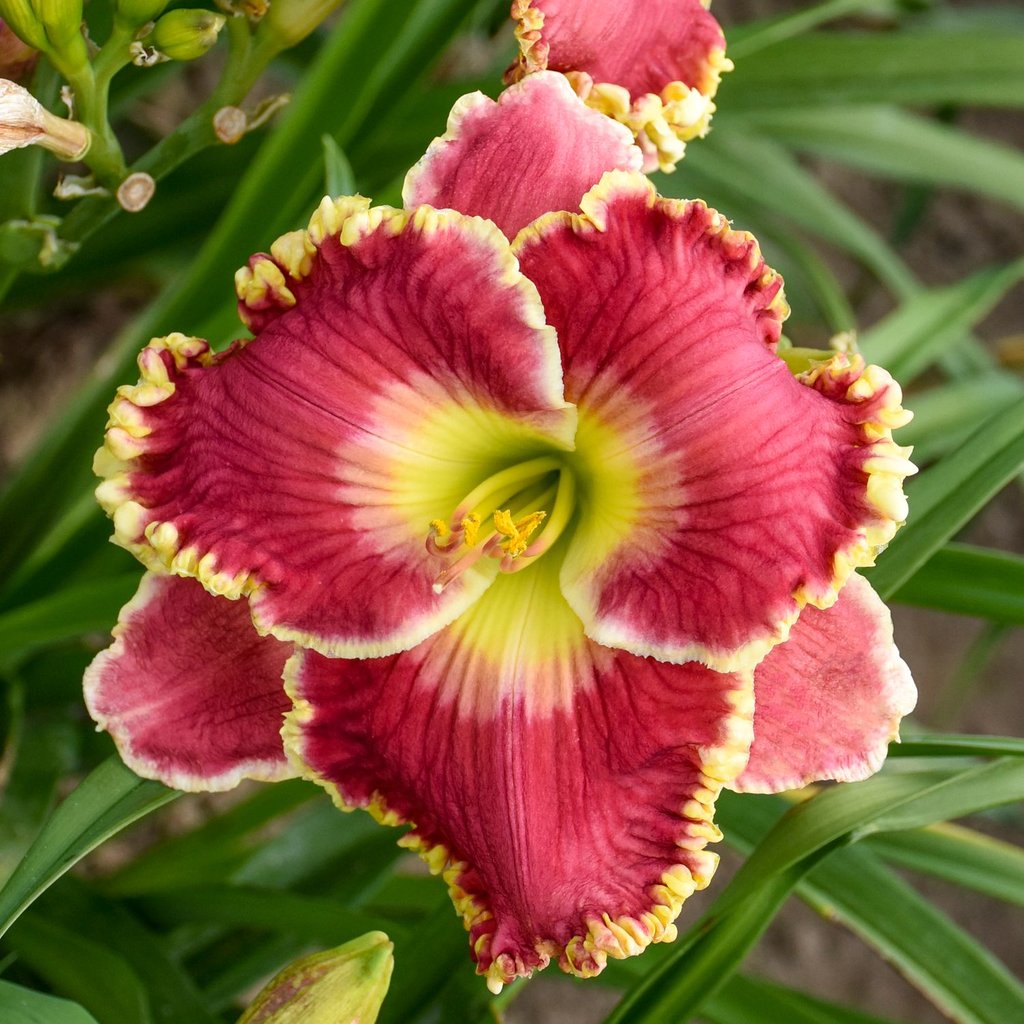 Red Sakura Daylily