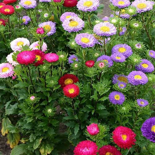 Aster- Perfection Mix