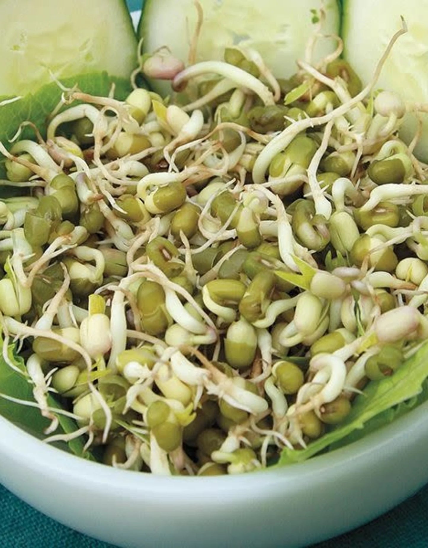 Bean, Mung – Organic Sprouting Seeds