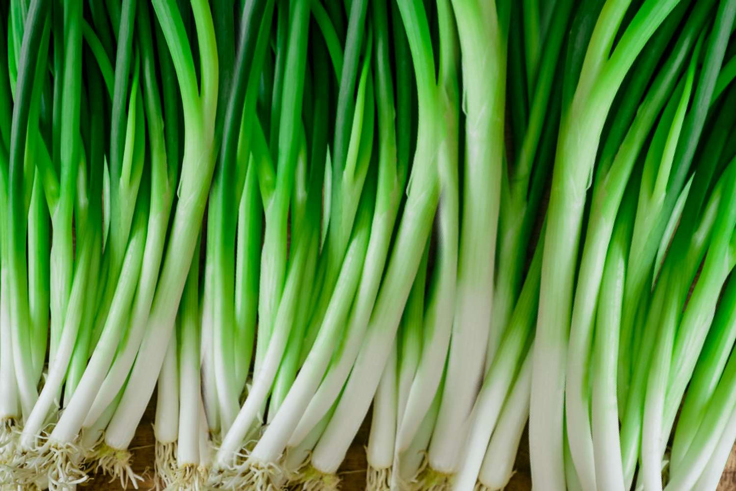 Spring Cut Bunching Onion Vegetable Seeds