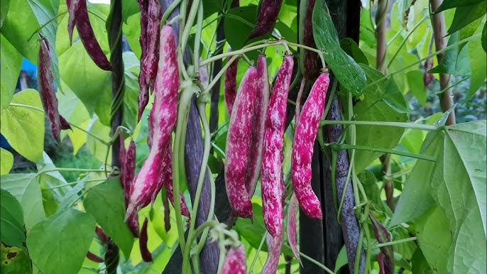 Borlotti Bean- Inferno