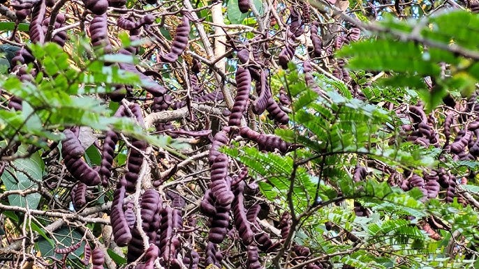 Organic Shikakai Acacia Concinna Seeds