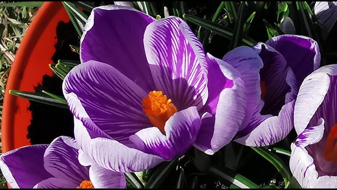 Crocus King of Strips Purple Bulbs