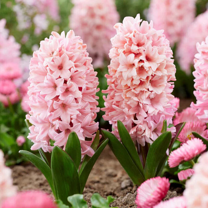 Apricot Passion Baby Pink Bulb