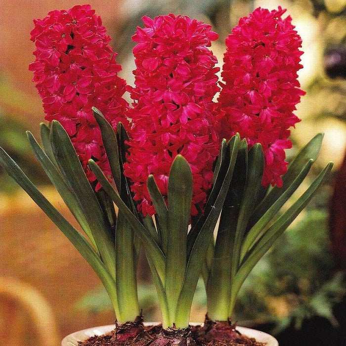 Scarlet Pearl Pink Bulb