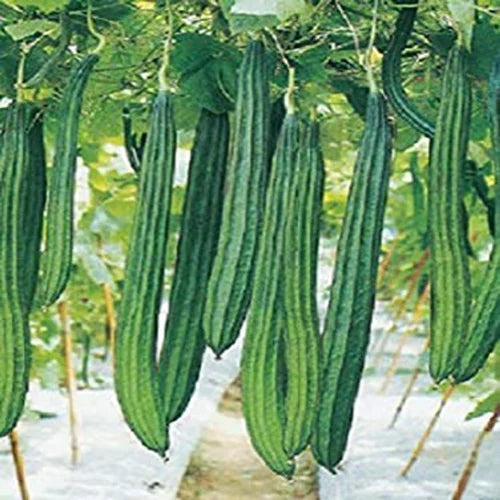 Ridge Gourd Hybrid Vegetable Seeds