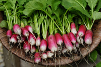 Radish- French Breakfast