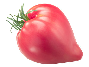 Tomato- Oxheart Red