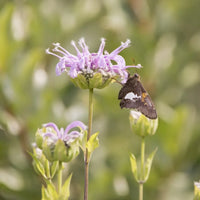 Wild Bergamot – Monarda Seed