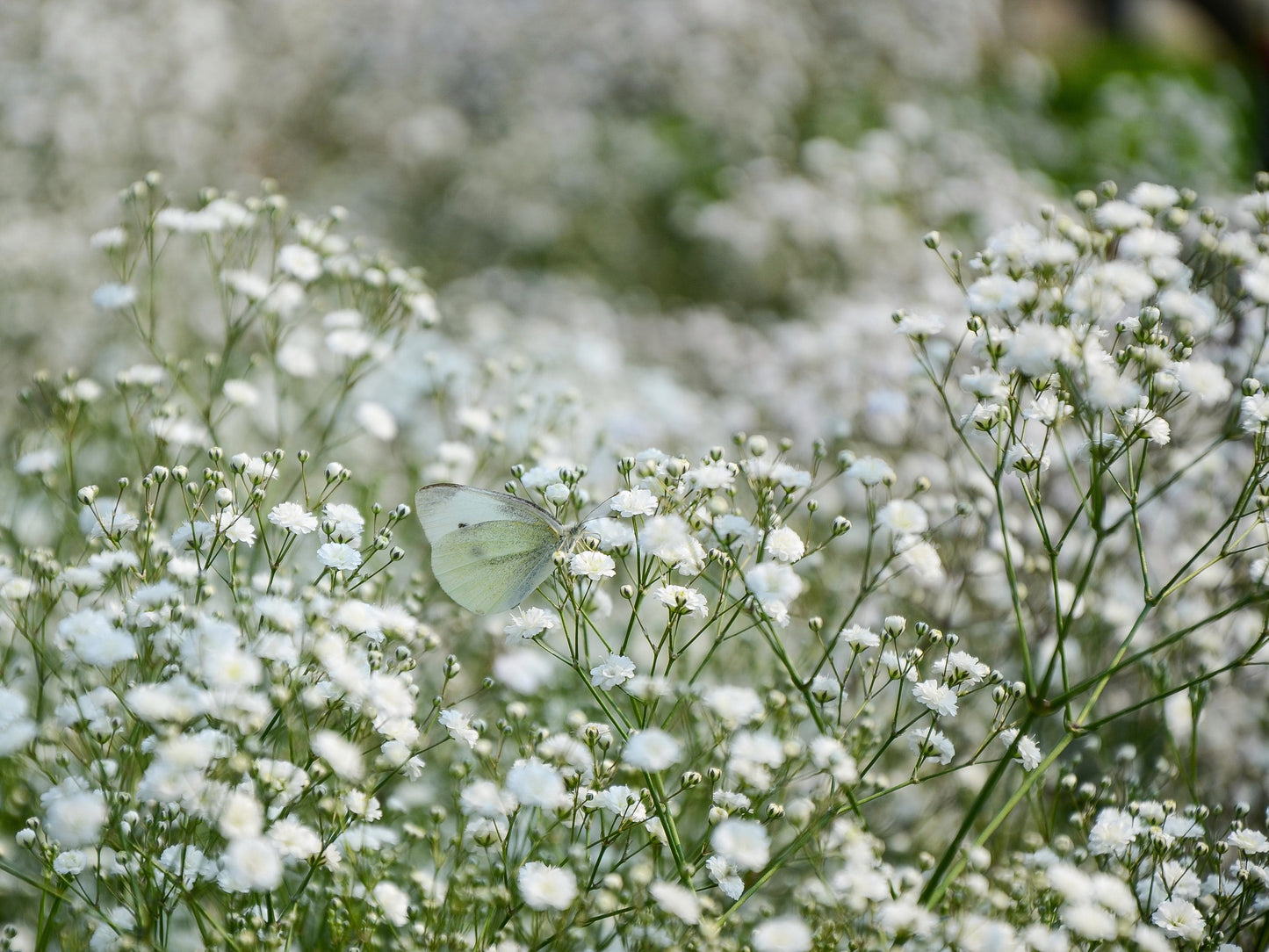 White Baby's Breath