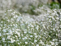 White Baby's Breath