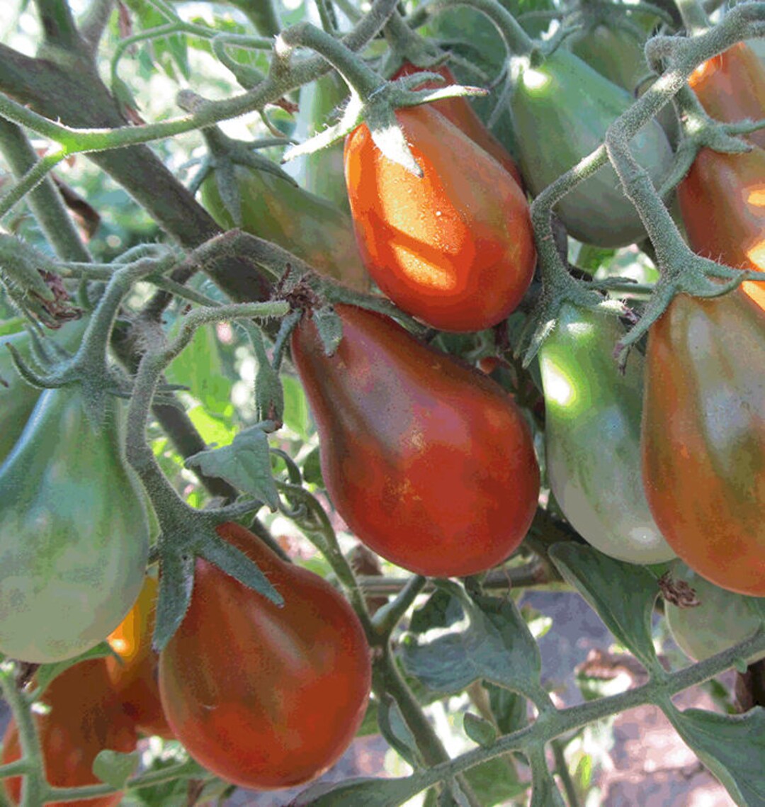 Verona – Organic Tomato Seed