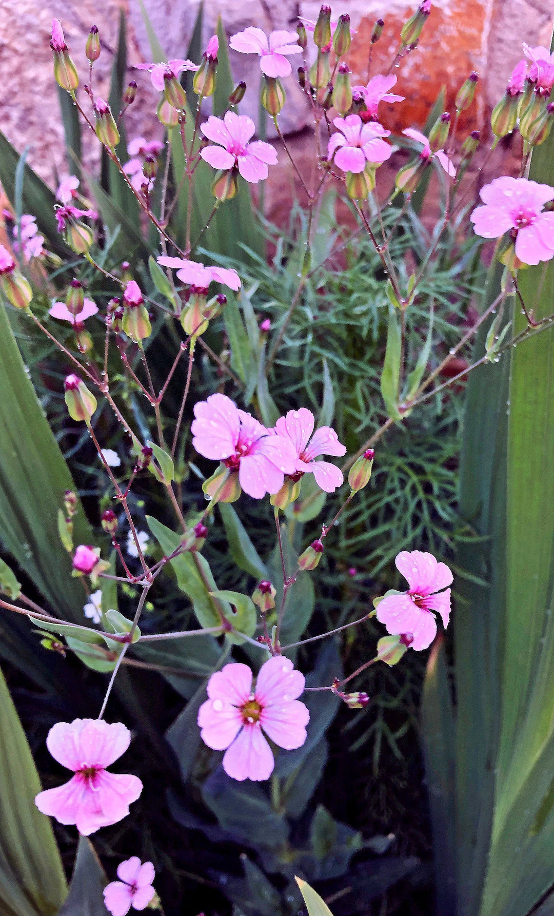 Pink Beauty – Saponaria Seed